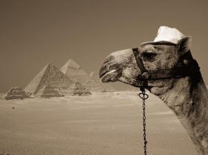 Egyptian-Camel